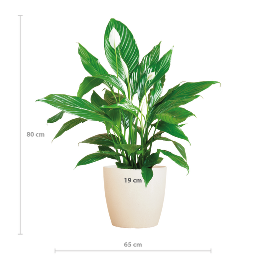 Spathiphyllum with Viber white - 80cm - Ø21