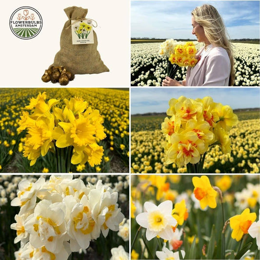 Flowerbulbs Amsterdam - Medium Narcissus Mix - Sustainable value bag, 50 flower bulbs for 1 m² of floral splendor - Size 12/14