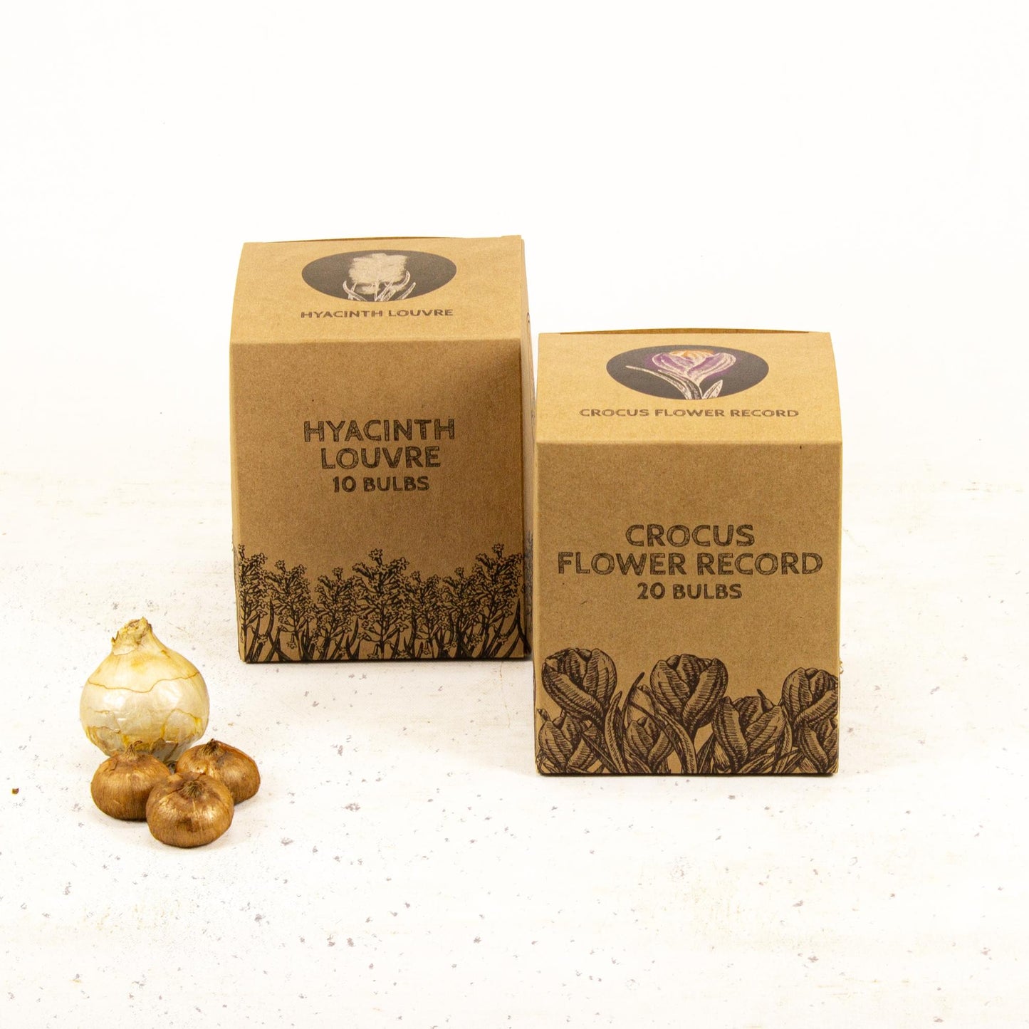 Flowerbulbs Amsterdam - Early Spring - 30 flower bulbs