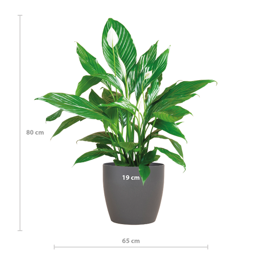 Spathiphyllum with Viber grey - 80cm - Ø21