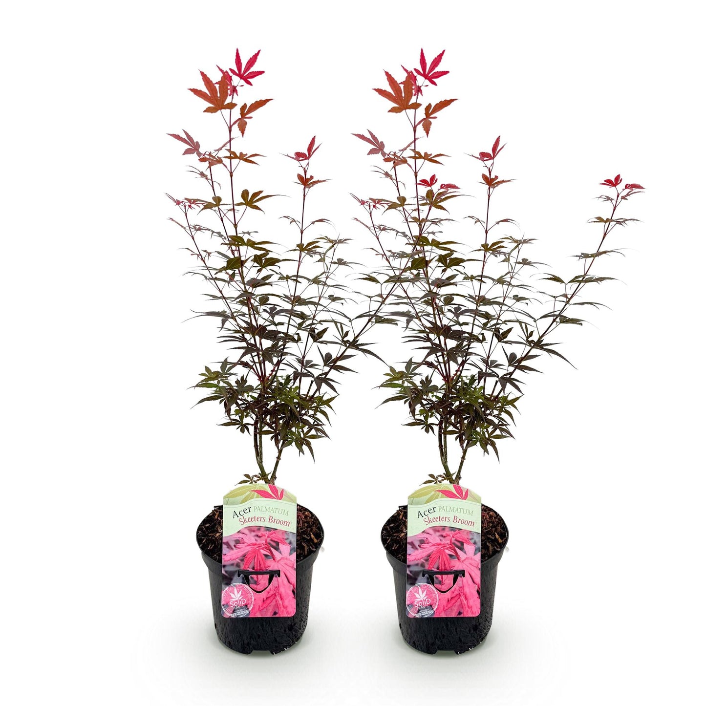 Green boutiQ - Patio plant - Japanese Maple - Acer palmatum Skeetsers Broom - Purple - 2 Plants - Deciduous - Pot 19cm Height 70cm