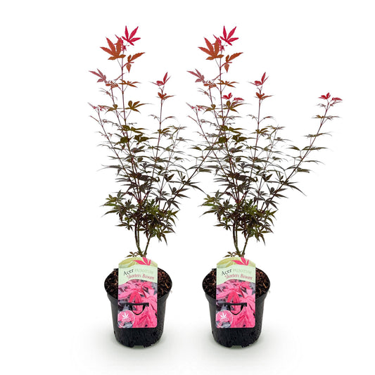 Green boutiQ - Patio plant - Japanese Maple - Acer palmatum Skeetsers Broom - Purple - 2 Plants - Deciduous - Pot 19cm Height 70cm