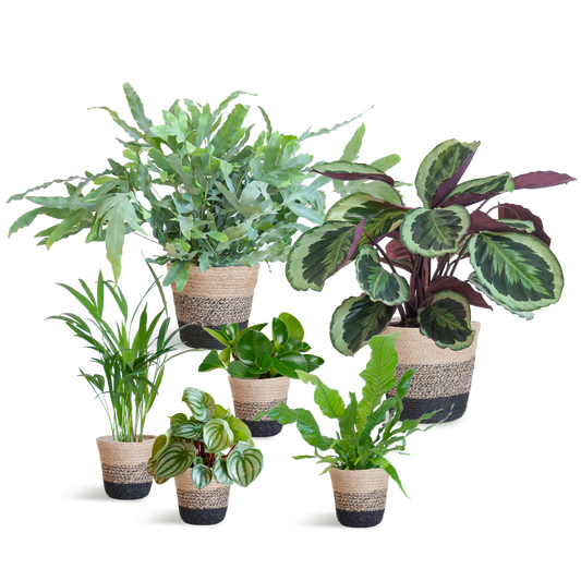 Animal Friendly Plant Set Large