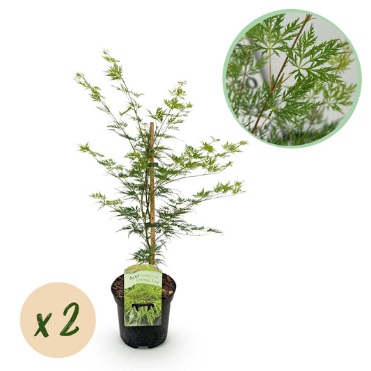 Green boutiQ - Terrace plant - Japanese Maple - Acer palmatum Emerald Lace - Green - 2 Plants - Deciduous - Pot 19cm Height 70cm