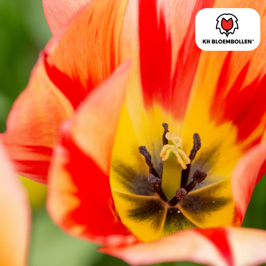 Tulpenzwiebeln Spring Break – 20er-Pack | KH Bloembollen® | Rot-orange Tulpe – Feurig, energisch und auffällig – Für Garten oder Topf – Größe 11/12 – Frisch vom Züchter