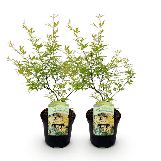 Green boutiQ - Terrace plant - Japanese Maple - Acer palmatum Methamorphosa - Green - 2 Plants - Deciduous - Pot 19cm Height 70cm