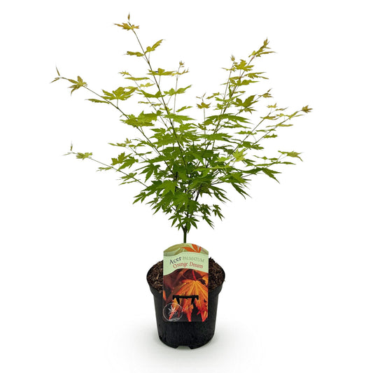 Green boutiQ - Terrace plant - Japanese Maple - Acer palmatum Orange Dream - Orange - 1 Plant - Deciduous - Pot 19cm Height 70cm
