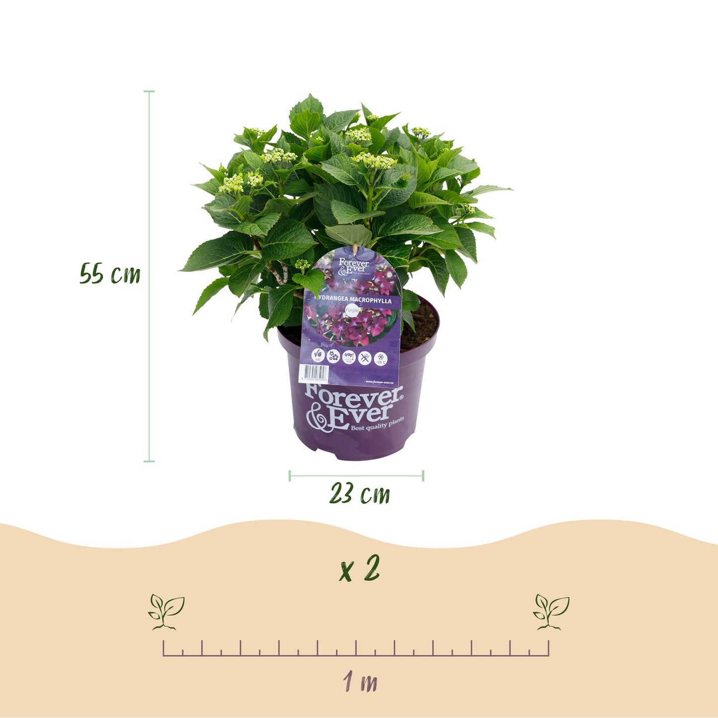 Green boutiQ - Terrace plant - Hydrangea - Hydrangea Forever &amp; Ever - Purple - 7-12 Flowers - 2 Plants - Pot 23cm Height 55cm