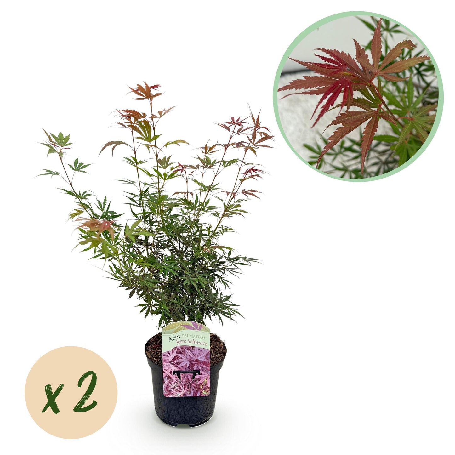 Green boutiQ - Terrace plant - Japanese Maple - Acer palmatum Jerre Swarts - Dark Red - 2 Plants - Deciduous - Pot 19cm Height 70cm