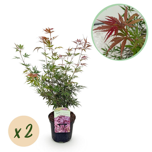 Green boutiQ - Terrace plant - Japanese Maple - Acer palmatum Jerre Swarts - Dark Red - 2 Plants - Deciduous - Pot 19cm Height 70cm