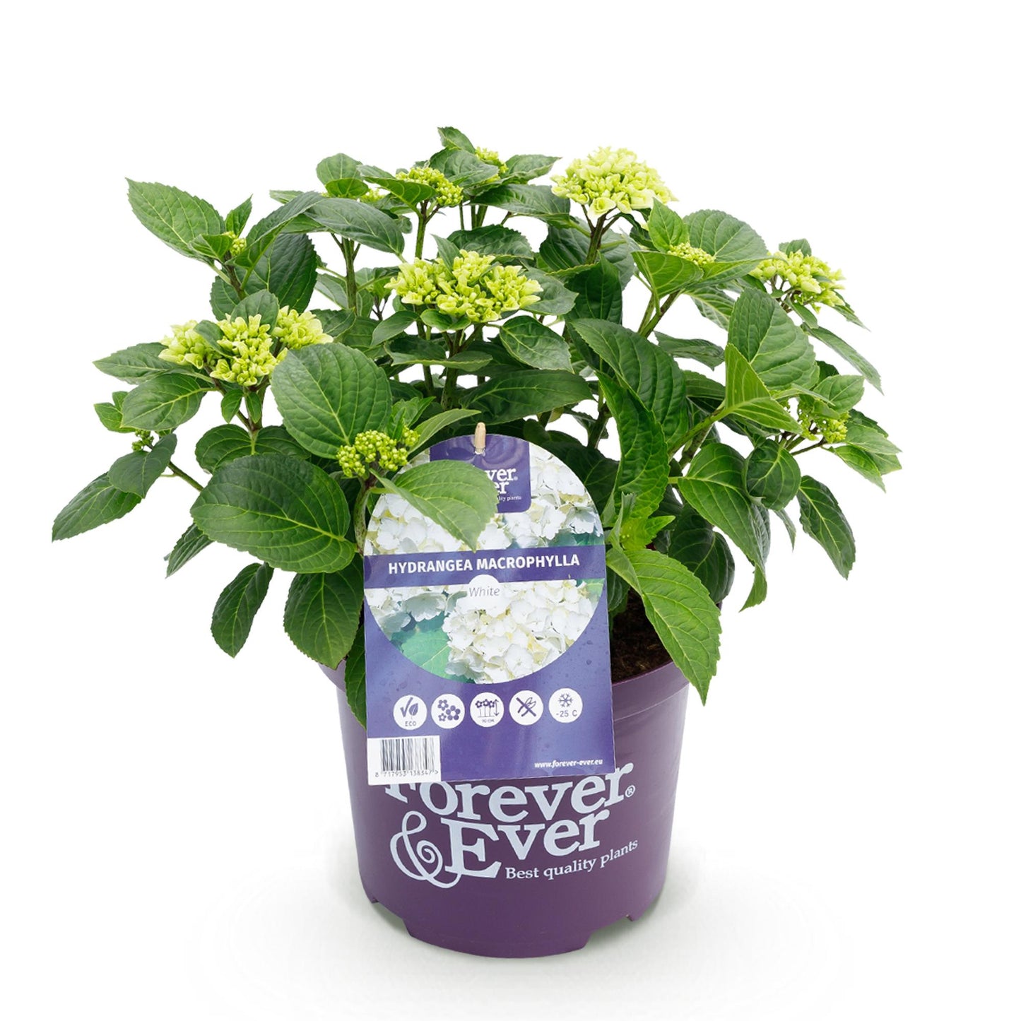 Green boutiQ - Terrace plant - Hydrangea - Hydrangea Forever &amp; Ever - White - 7-12 Flowers - Pot 23cm Height 55cm