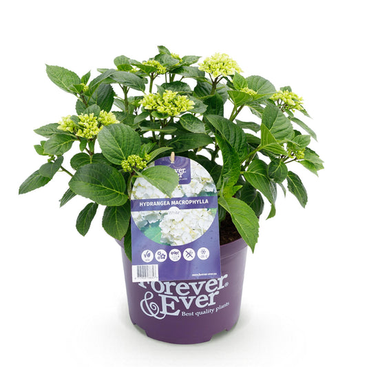 Green boutiQ - Terrace plant - Hydrangea - Hydrangea Forever &amp; Ever - White - 7-12 Flowers - Pot 23cm Height 55cm
