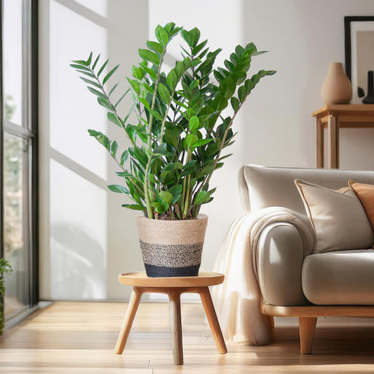 Zamioculcas Zamiifolia with Basket Lisbon black - 80cm - Ø21