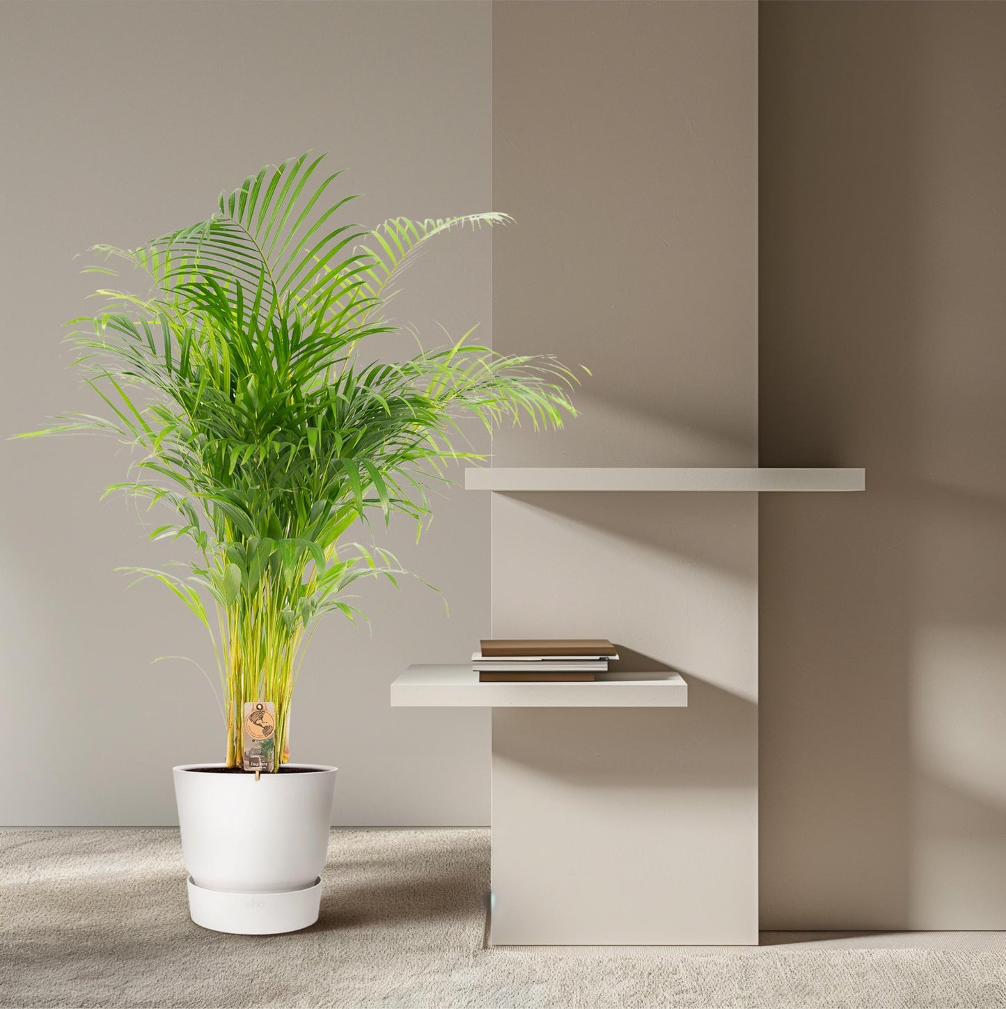 Areca palm - Ø24cm - ↕130cm