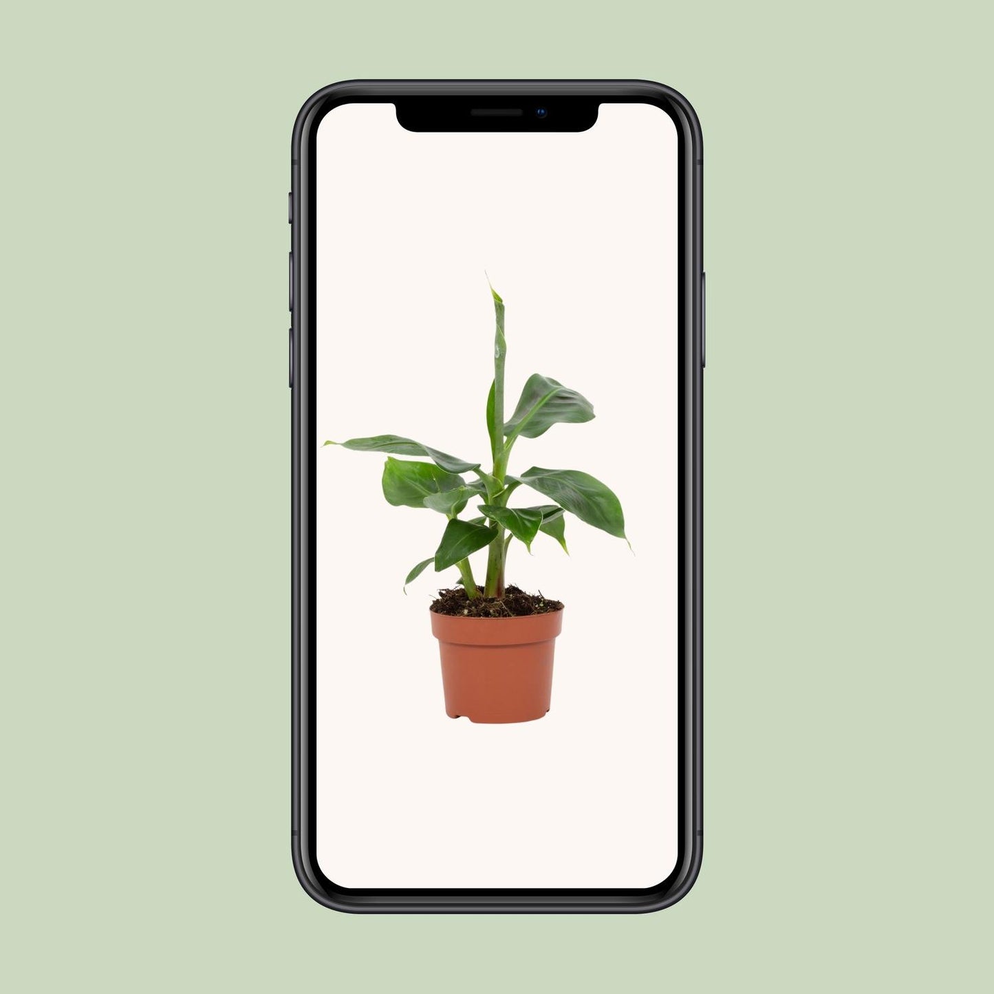 Musa Tropicana 12cm - Ø12cm - ↕27cm