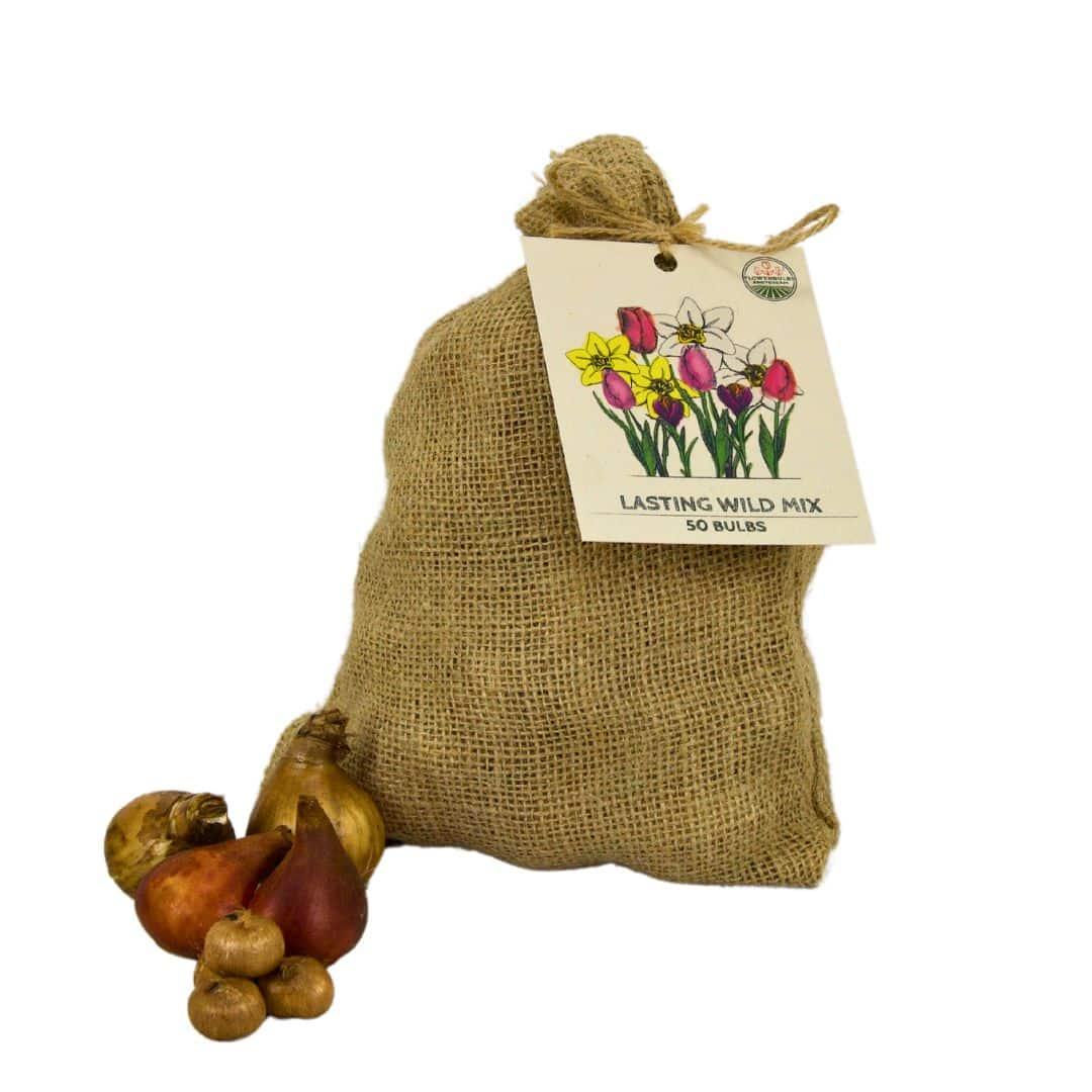 Flowerbulbs Amsterdam - Medium Lasting Wild Mix - Sustainable value pack, 50 flower bulbs for 1 m² of floral splendor -