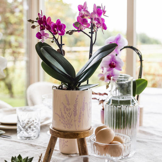 Hummingbird Home | Floral flowerpot - Lavender - 9cm