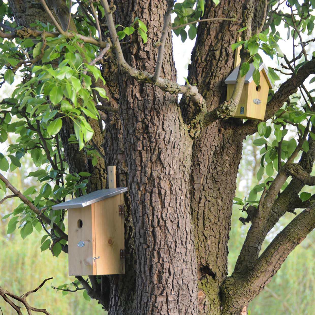 Beobachtungsnistkasten - Vogelhaus - Vögel und Gartentiere