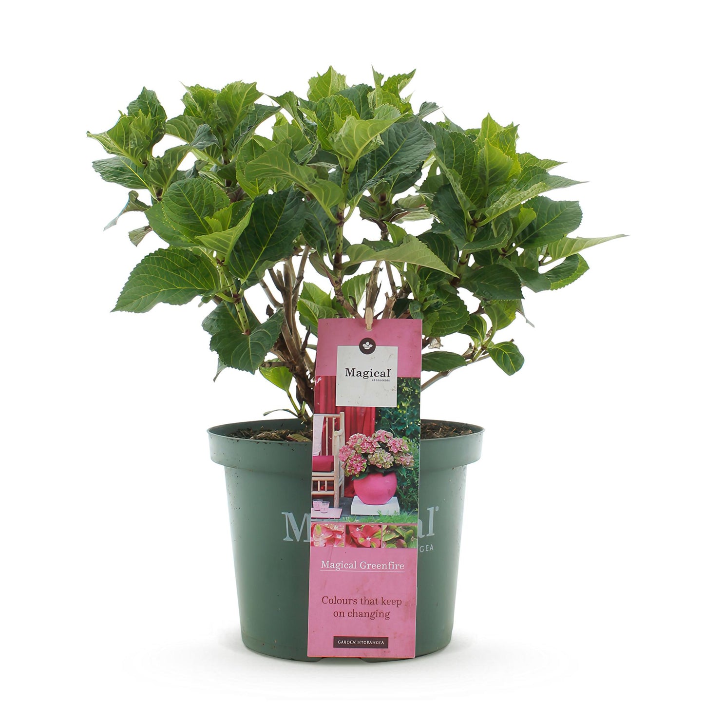 Green boutiQ - Terrace plant - Hydrangea - Hydrangea Magical Green Fire - Pink Green - 6-10 Flowers - Pot 23cm Height 55cm