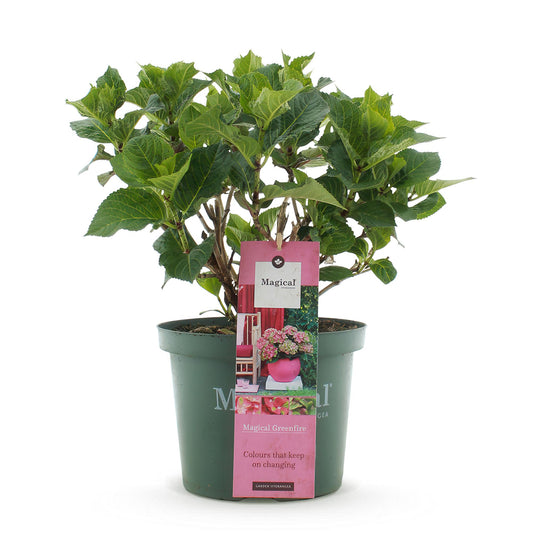 Green boutiQ - Terrace plant - Hydrangea - Hydrangea Magical Green Fire - Pink Green - 6-10 Flowers - Pot 23cm Height 55cm