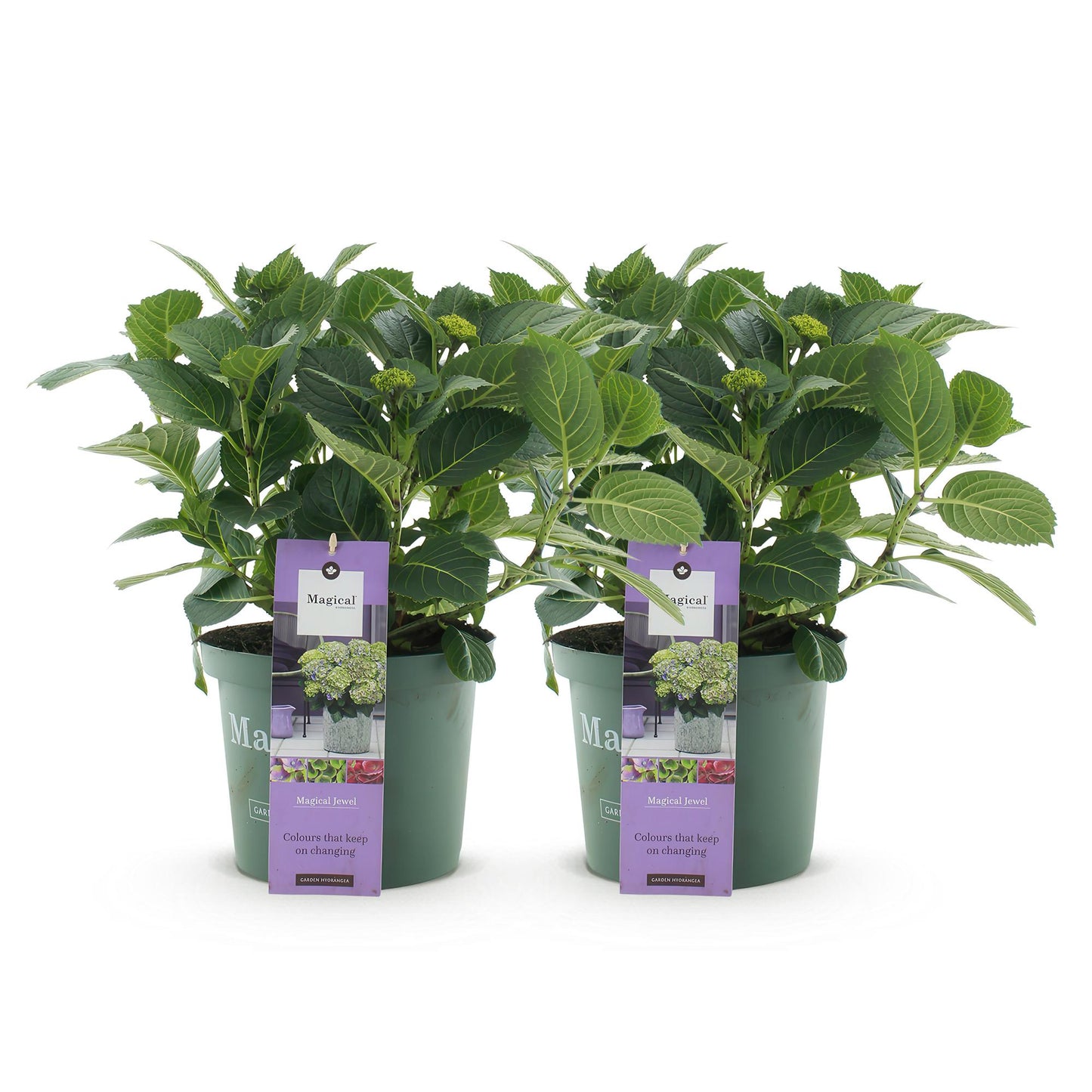 Green boutiQ - Terrace plant - Hydrangea - Hydrangea Magical Jewel Blue - Blue - 6-10 Flowers - 2 Plants - Pot 23cm Height 55cm