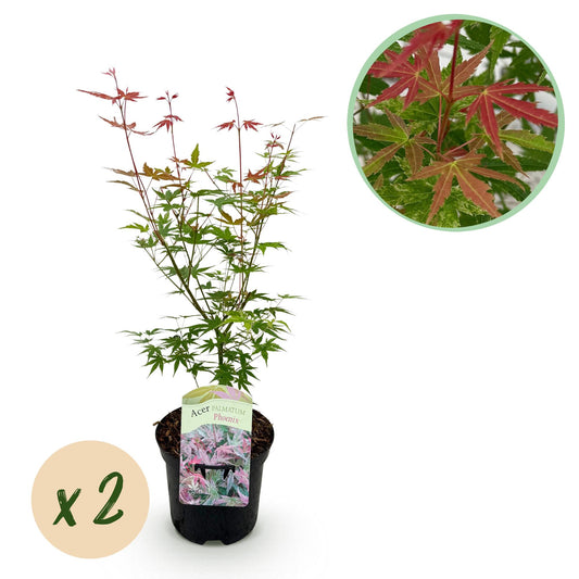 Green boutiQ - Terrace plant - Japanese Maple - Acer palmatum Phoenix - Pink - 2 Plants - Deciduous - Pot 19cm Height 70cm