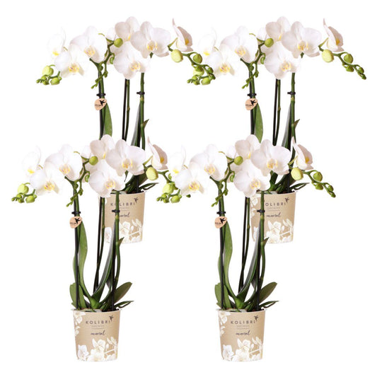 Hummingbird Orchids | COMBI DEAL of 4 white Phalaenopsis orchids - Amabilis - pot size Ø9cm | flowering houseplant - fresh from the grower