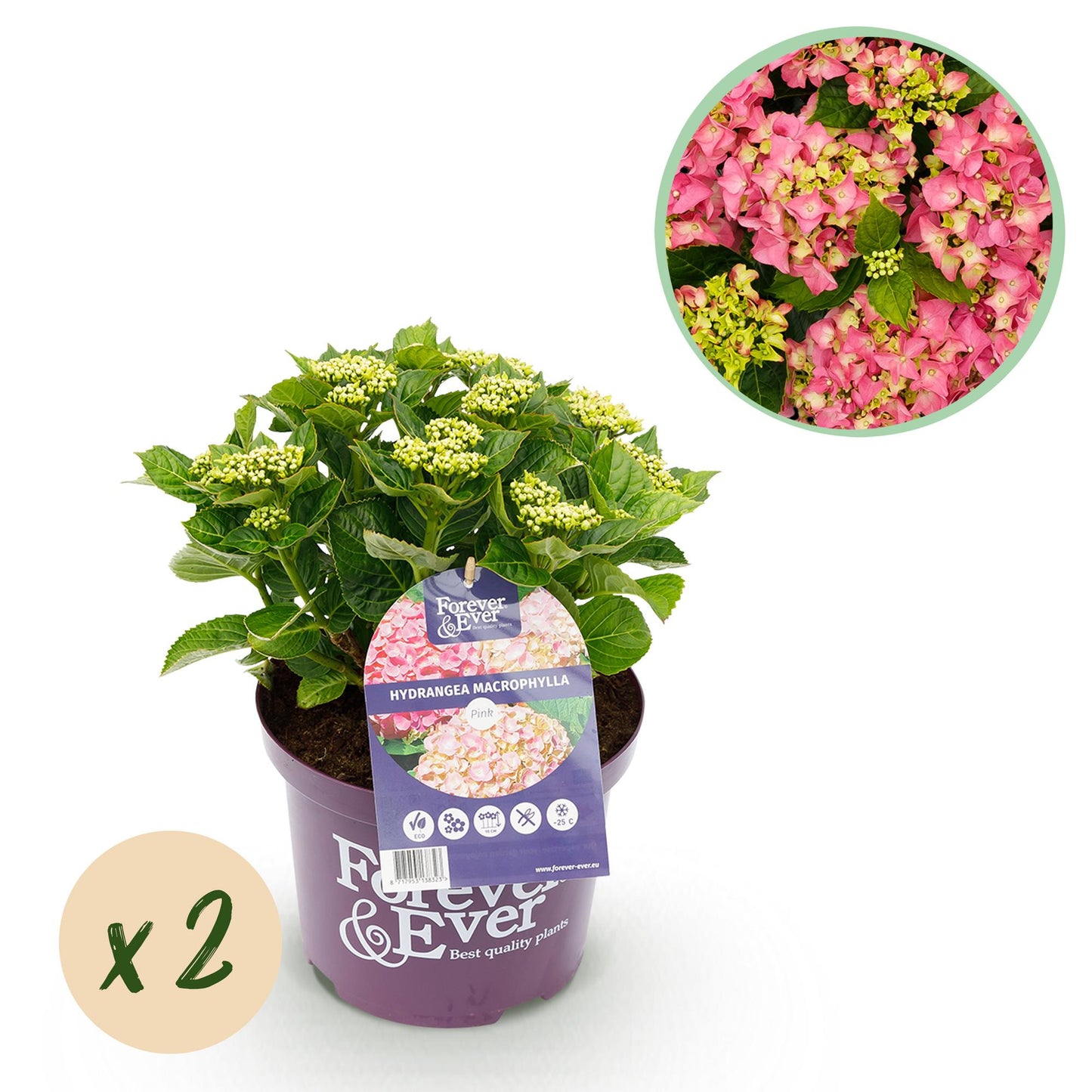 Green boutiQ - Terrace plant - Hydrangea - Hydrangea Forever &amp; Ever - Pink - 7-12 Flowers - 2 Plants - Pot 23cm Height 55cm
