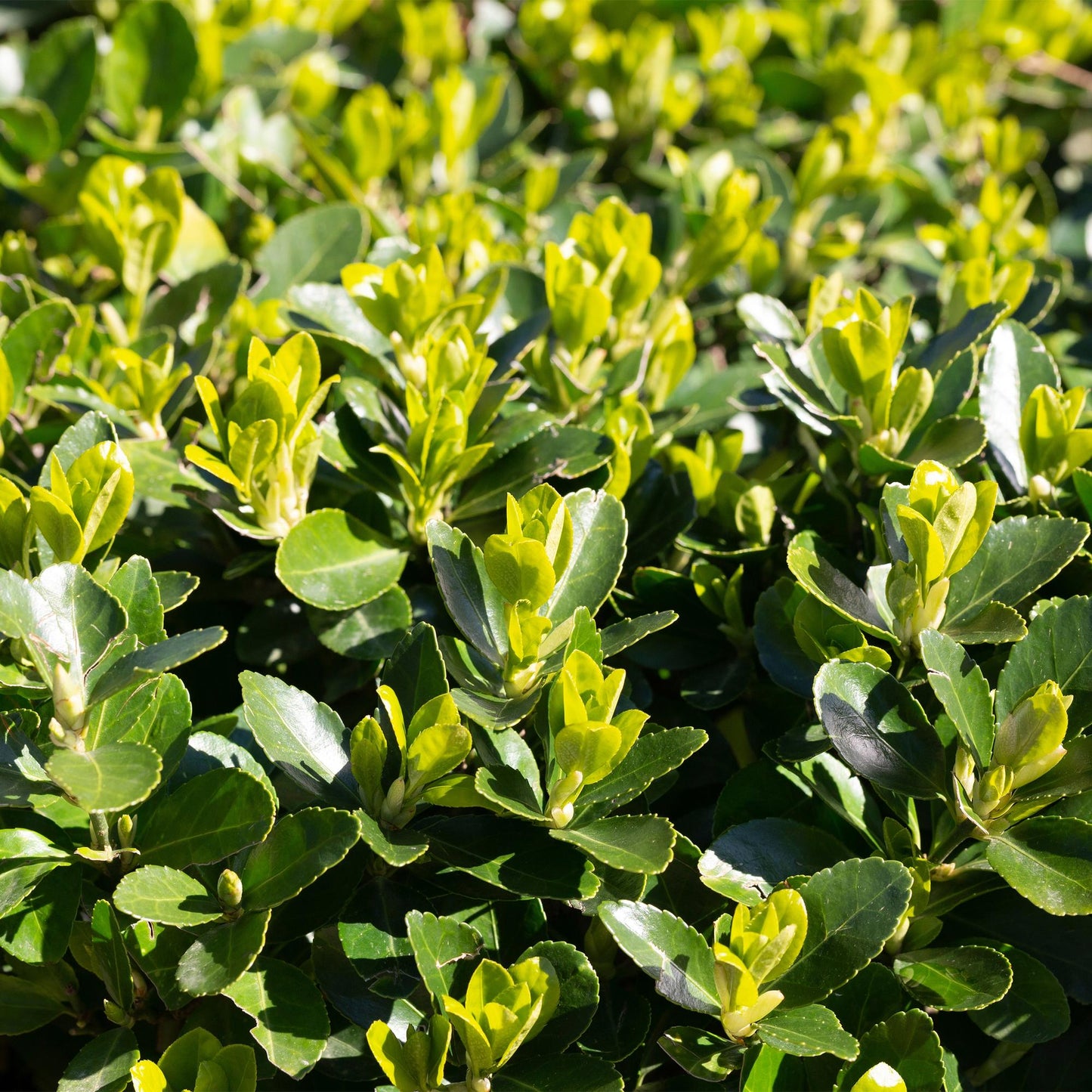Hedge plants - Euonymus japonica Green Spire - leaf green - 8 plants - 1 linear meter - evergreen - pot 9cm height 20-25cm
