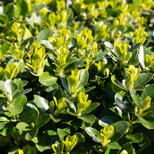 Hedge plants - Euonymus japonica Green Spire - leaf green - 8 plants - 1 linear meter - evergreen - pot 9cm height 20-25cm