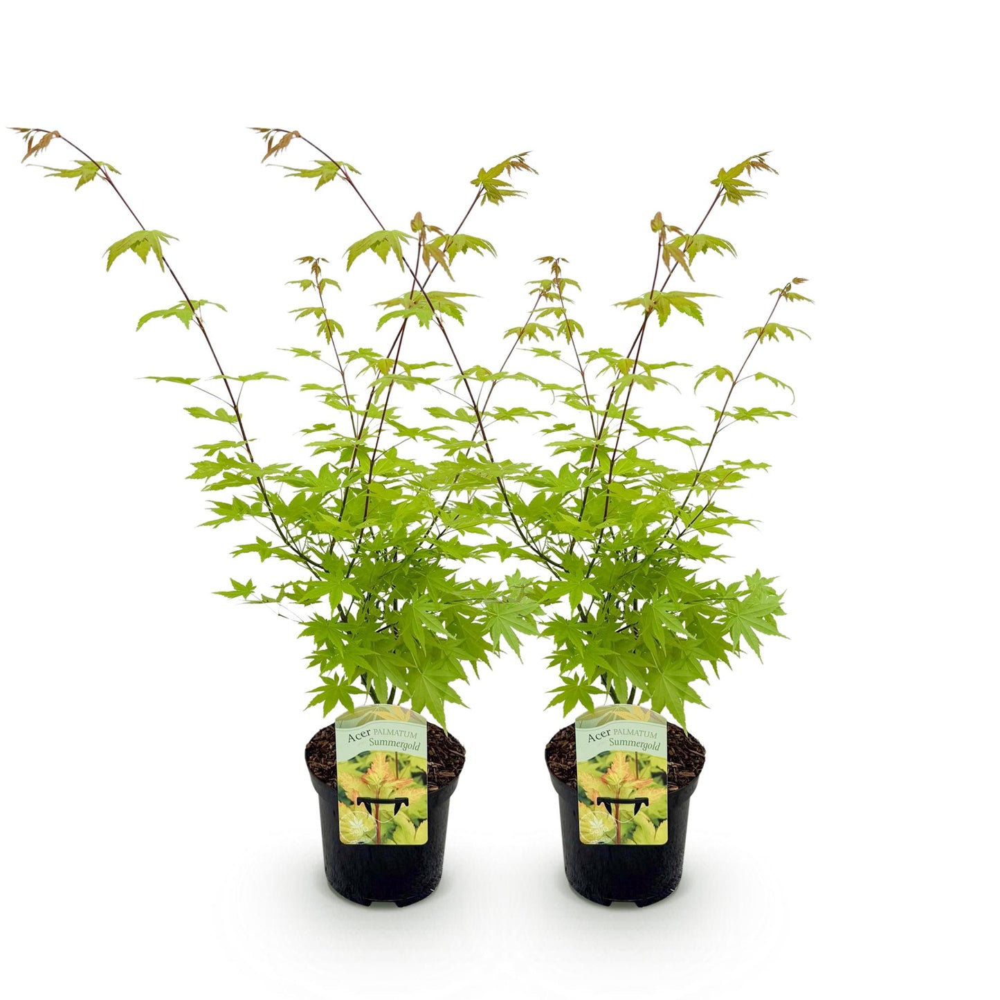 Green boutiQ - Terrace plant - Japanese Maple - Acer palmatum Summergold - Yellow - 2 Plants - Deciduous - Pot 19cm Height 70cm