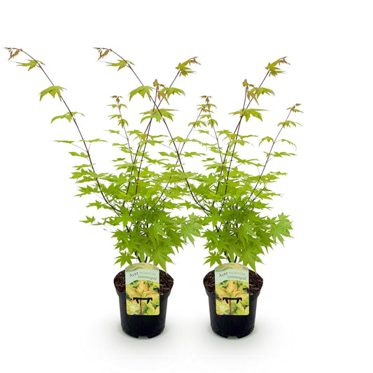 Green boutiQ - Terrace plant - Japanese Maple - Acer palmatum Summergold - Yellow - 2 Plants - Deciduous - Pot 19cm Height 70cm