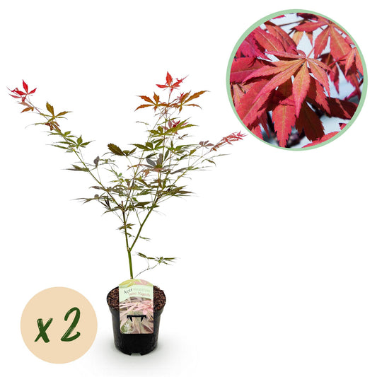 Green boutiQ - Terrace plant - Japanese Maple - Acer palmatum Sumi-nagashi - Red - 2 Plants - Deciduous - Pot 19cm Height 70cm