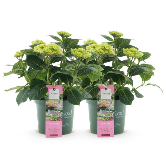 Green boutiQ - Terrace plant - Hydrangea - Hydrangea Magical Jewel Pink - Pink - 6-10 Flowers - 2 Plants - Pot 23cm Height 55cm