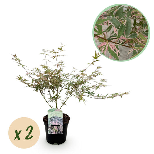 Green boutiQ - Terrace plant - Japanese Maple - Acer palmatum Iyoshi - Pink - 2 Plants - Deciduous - Pot 19cm Height 70cm