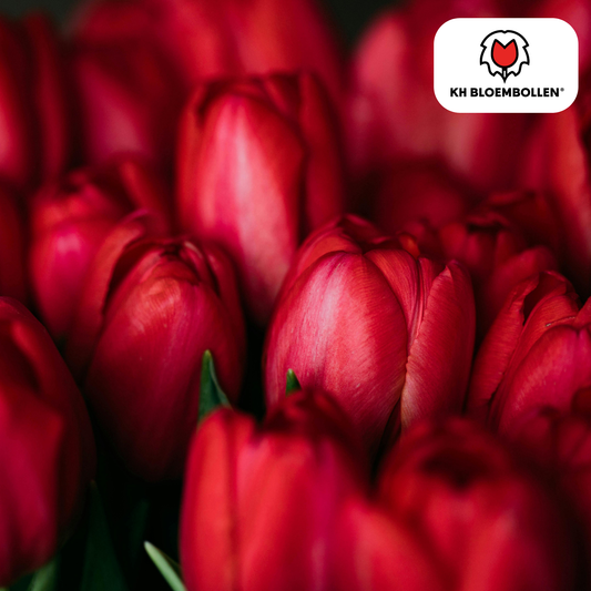 Tulpenbollen Ile de France – 20 Stuks