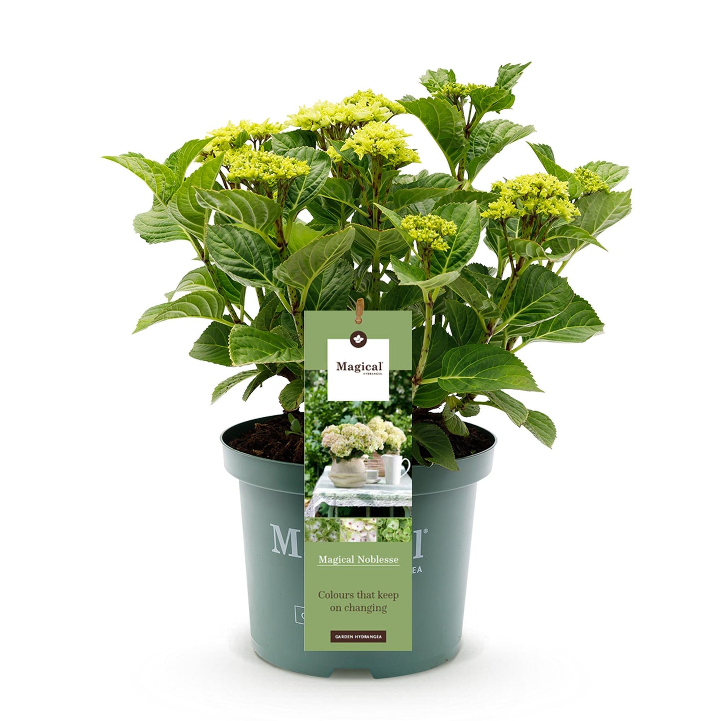 Green boutiQ - Terrace plant - Hydrangea - Hydrangea Magical Nobless - White - 6-10 Flowers - Pot 23cm Height 55cm