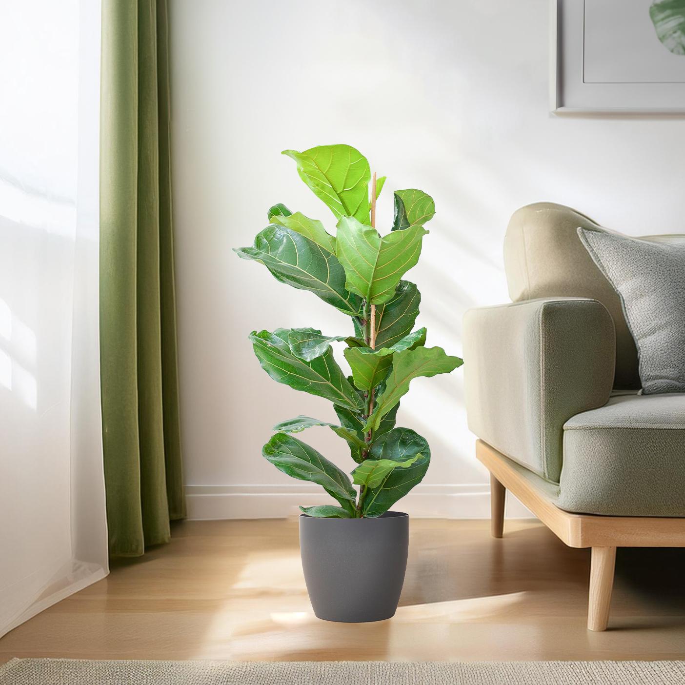 Ficus Lyrata with Viber pot gray - 80cm - Ø21