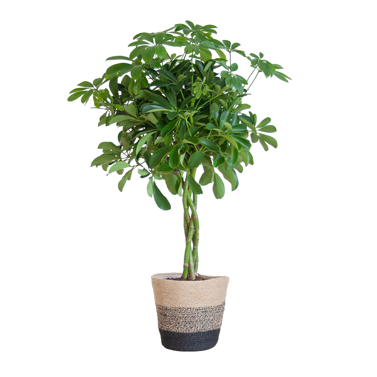 Schefflera Arab Nora with Basket Lisbon black - 70cm - Ø21