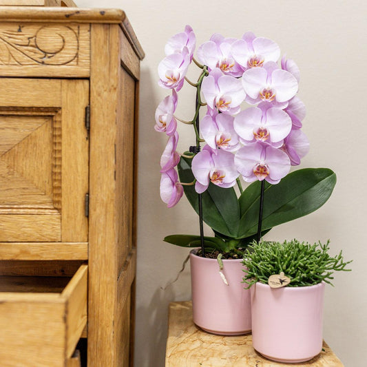 Hummingbird Home | Simplicity flowerpot - Ceramic decorative pot - Pink - 9cm