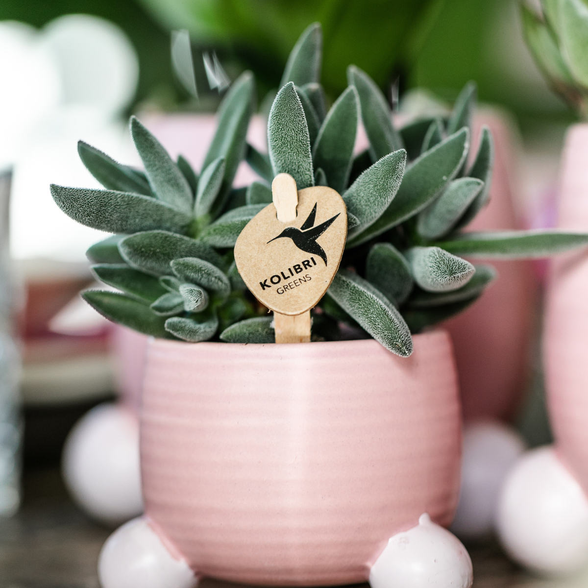 Hummingbird Greens | Green plant - Succulent Tarantula - green houseplant - fresh from the grower - Ø6cm