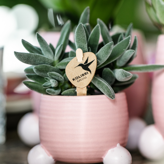 Hummingbird Greens | Green plant - Succulent Tarantula - green houseplant - fresh from the grower - Ø6cm