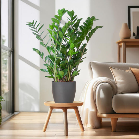 Zamioculcas Zamiifolia with Viber grey - 80cm - Ø21