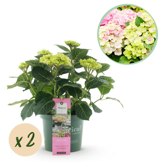 Green boutiQ - Terrace plant - Hydrangea - Hydrangea Magical Jewel Pink - Pink - 6-10 Flowers - 2 Plants - Pot 23cm Height 55cm