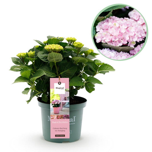 Green boutiQ - Terrace plant - Hydrangea - Hydrangea Magical Revolution Pink - Pink - 6-10 Flowers - Pot 23cm Height 55cm