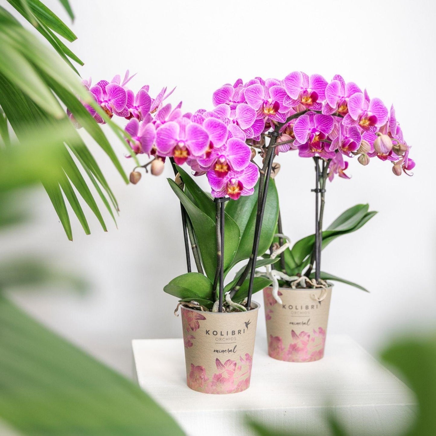 Paars/roze Phalaenopsis orchidee potmaat Ø9cm |  Vienna