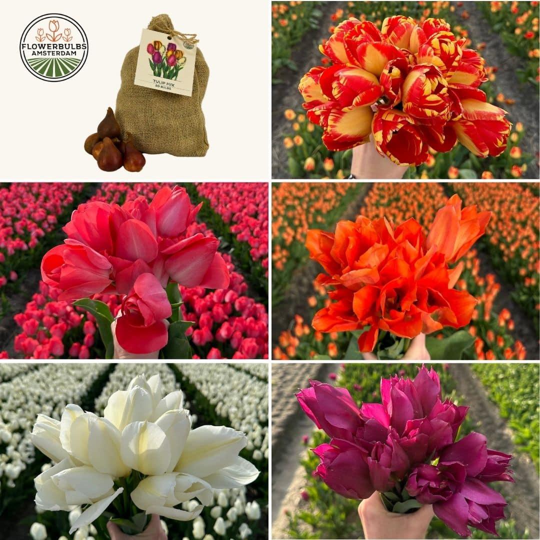 Flowerbulbs Amsterdam - Medium Tulip Mix - Sustainable value bag, 50 flower bulbs for 1 m² of floral splendor - Size 12+ 