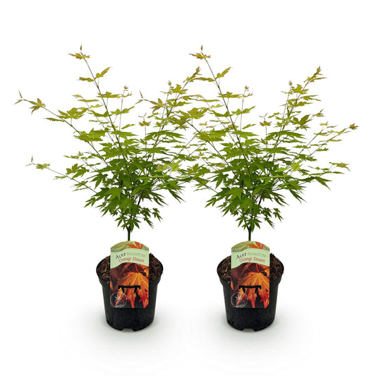Green boutiQ - Terrace plant - Japanese Maple - Acer palmatum Orange Dream - Orange - 2 Plants - Deciduous - Pot 19cm Height 70cm