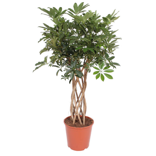 Schefflera Arboricola Compacta braided trunk - 130 cm - ø30