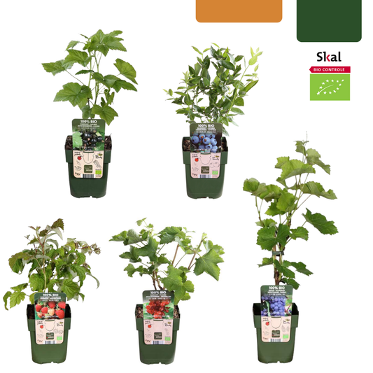 "Fruit Oasis" BIO Fruit Plants Mix Set of 5 Different Types